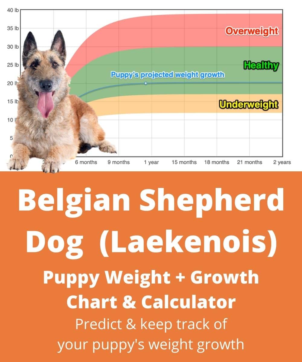 belgian-shepherd-dog-laekenois Puppy Weight Growth Chart